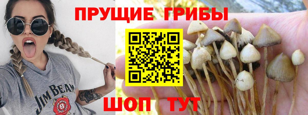 Галлюциногенные грибы Magic Shrooms  Вход с VPN  Галлюциногенные грибы Psilocybe  наркошоп  Углич 